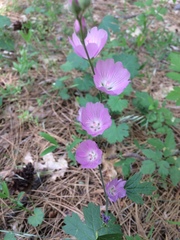 Sidalcea asprella asprella
