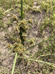 Cyperus pulcher