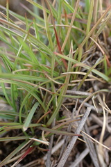 Microchloa caffra