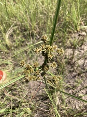 Cyperus pulcher