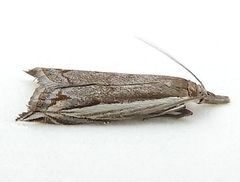 Raphiptera argillaceellus