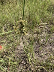 Cyperus pulcher