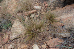 Bulbostylis burchellii