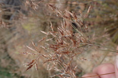 Bulbostylis burchellii