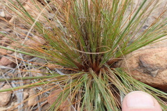 Bulbostylis burchellii