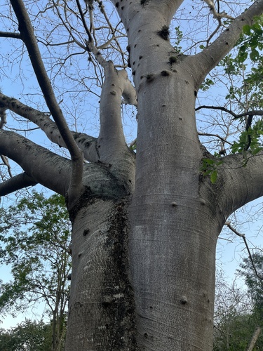 Enterolobium cyclocarpum - Leaves