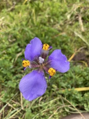 Hesperoxiphion herrerae