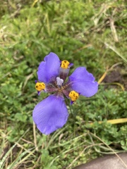 Hesperoxiphion herrerae