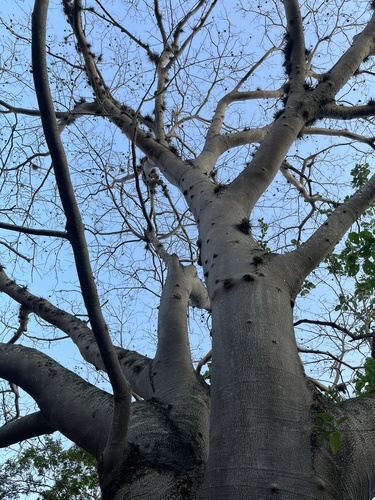 Enterolobium cyclocarpum - Whole tree