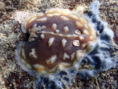 Asteronotus cespitosus