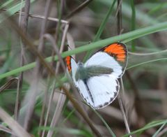 Colotis euippe mediata