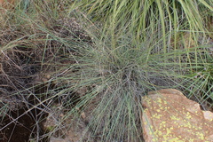 Trichanthecium natalense