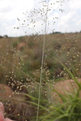 Trichanthecium natalense