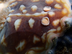 Asteronotus cespitosus