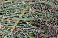 Trichanthecium natalense