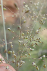 Trichanthecium natalense