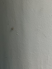 Menemerus bivittatus