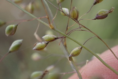 Trichanthecium natalense