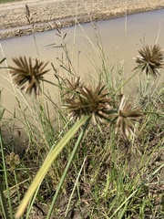 Cyperus congestus