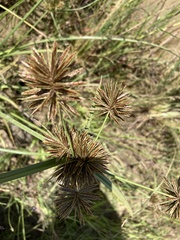 Cyperus congestus