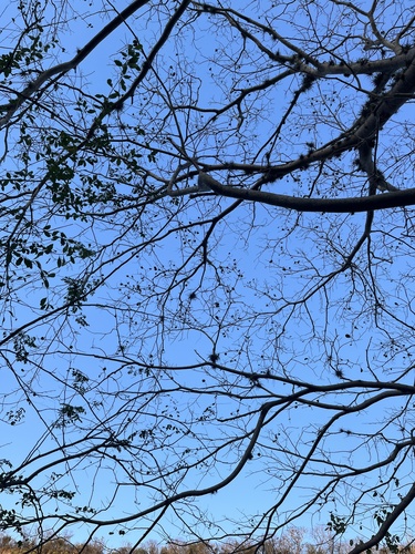 Enterolobium cyclocarpum - Leaves