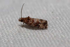 Lobesia xylistis