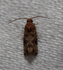 Lobesia xylistis