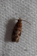 Lobesia xylistis
