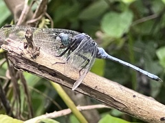 Orthetrum julia