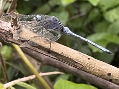 Orthetrum julia