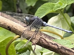 Orthetrum julia