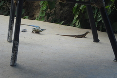 Cnemidophorus murinus