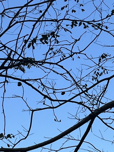 Enterolobium cyclocarpum - Whole tree