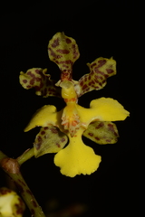 Trichocentrum pendulum