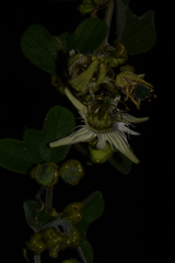 Passiflora porphyretica