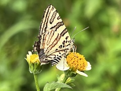 Cigaritis natalensis