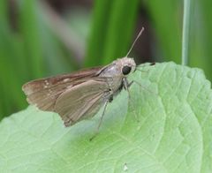 Pelopidas mathias mathias