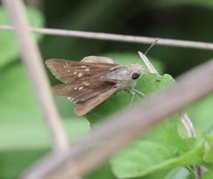 Pelopidas mathias mathias