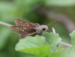 Pelopidas mathias mathias