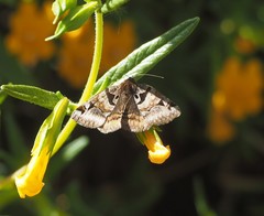 Euclidia ardita