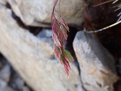 Poa novae-zelandiae