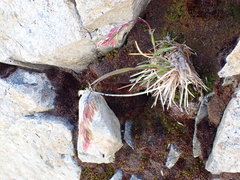 Poa novae-zelandiae