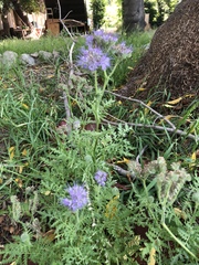 Phacelia tanacetifolia