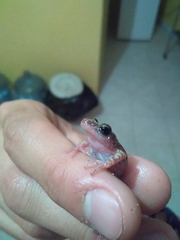 Eleutherodactylus guttilatus