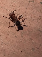 Pogonomyrmex bicolor