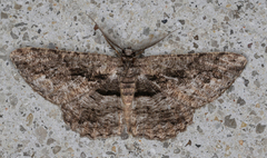 Scioglyptis canescaria