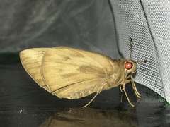 Erionota torus