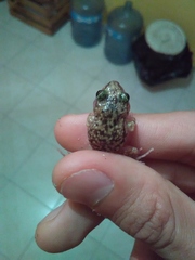 Eleutherodactylus guttilatus