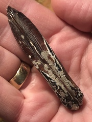Lithophaginae