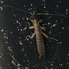 Cranopygia vitticollis